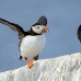 puffin_atlantic_msi_h_0771_can1799.jpg